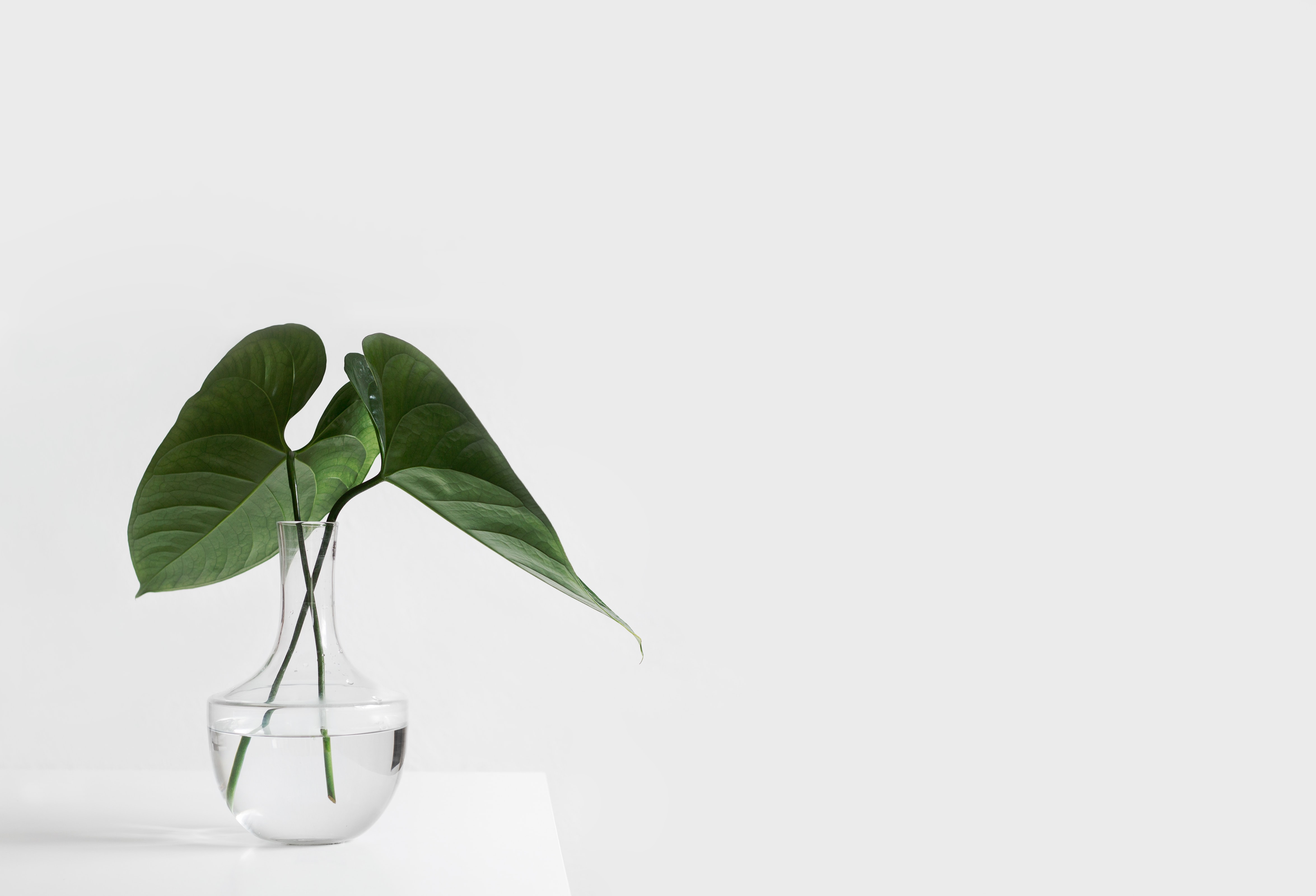 Plant on white background